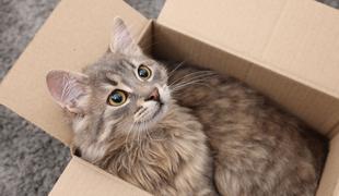 Nemka svojo mačko pomotoma poslala po pošti