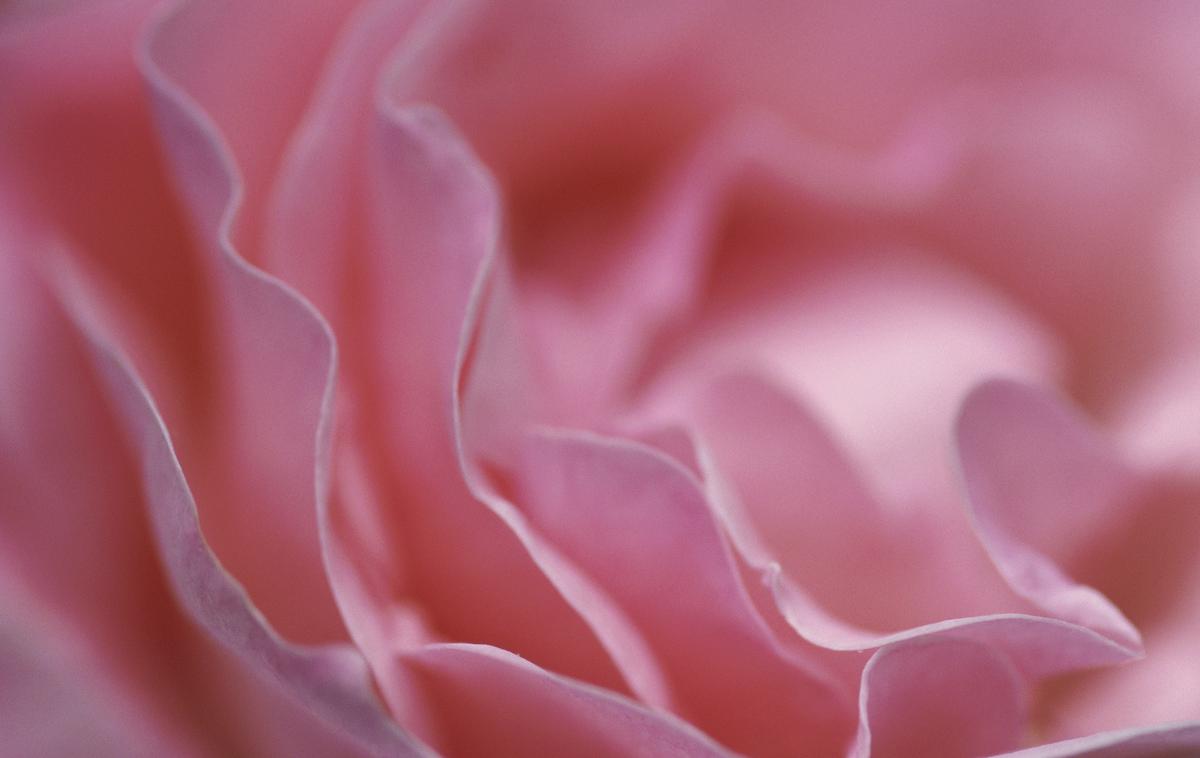 vrtnica | Foto Thinkstock