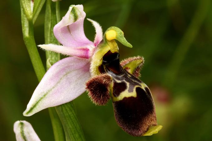 Orhideja, znana kot mačje uho.  | Foto: Getty Images