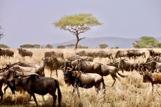 Nacionalni park Serengeti v Tanzaniji | Foto: Unsplash