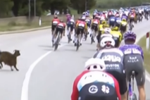koza Giro, thumb
