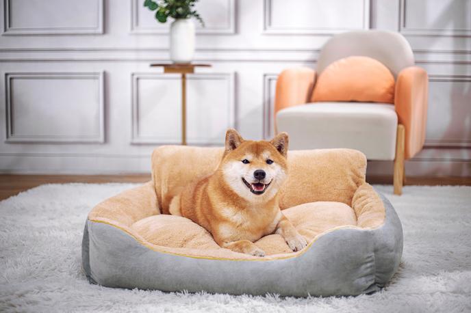 shiba inu, pes | Shibe so znane po svoji živahni in neodvisni naravi. | Foto Shutterstock