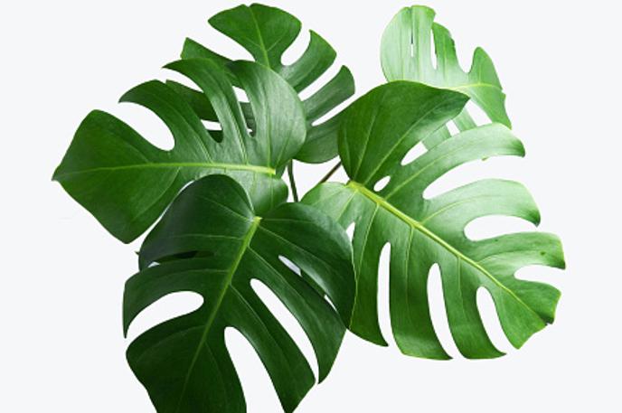 monstera | Foto Thinkstock