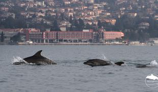 V Piranskem zalivu opazili jato delfinov #foto