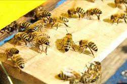 Pijanega čebelarja med premikanjem panja pičile čebele