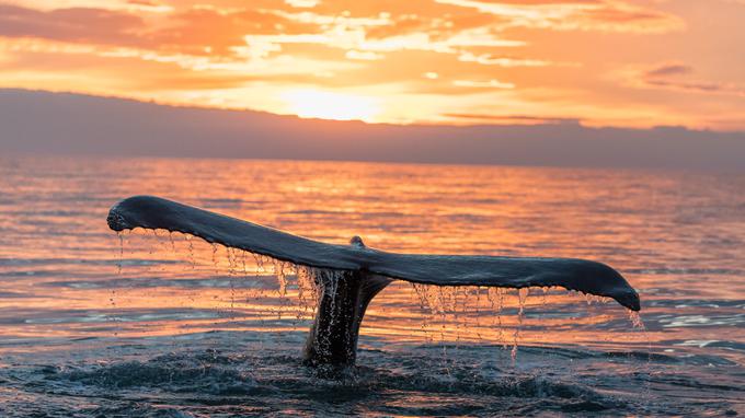 Hvalur je v skrajšani sezoni iz morja odvzel 24 kitov. | Foto: Shutterstock