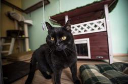 V krizi Slovenci pri hišnih ljubljenčkih ne varčujemo