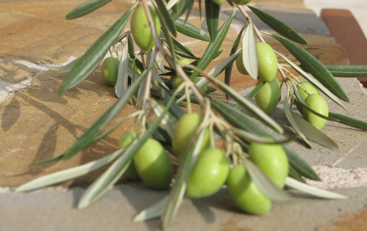 olive | Foto STA