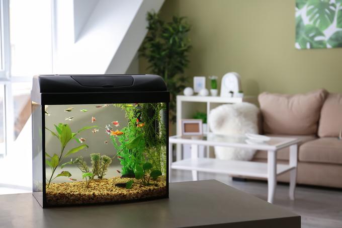 hišni ljubljenčki ribe akvarij | Foto: Shutterstock