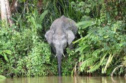 Podvrsta azijskega slona pristala na seznamu ogroženih vrst