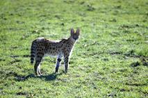 serval