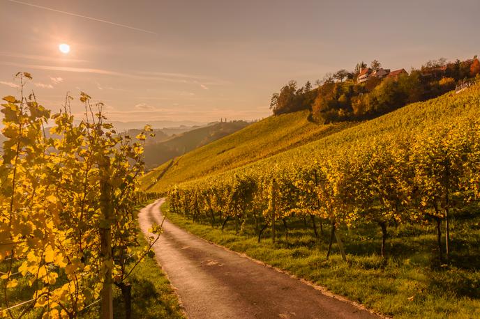 Štajerska vinograd | Preiskovalci sumijo, da je Tomislav Tolušić tuji vinograd lažno prikazoval kot svojo kmetijsko površino, da bi za projekt, vreden 2,5 milijona kun (330 tisoč evrov), prejel 85 odstotkov nepovratnih sredstev iz evropskih skladov.  | Foto Getty Images