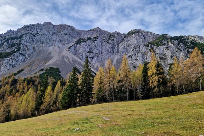 Macesni pod severnimi stenami Begunjščice, kjer so tudi velika melišča, pozimi priljubljena med turnimi smučarji. | Foto: Matej Podgoršek