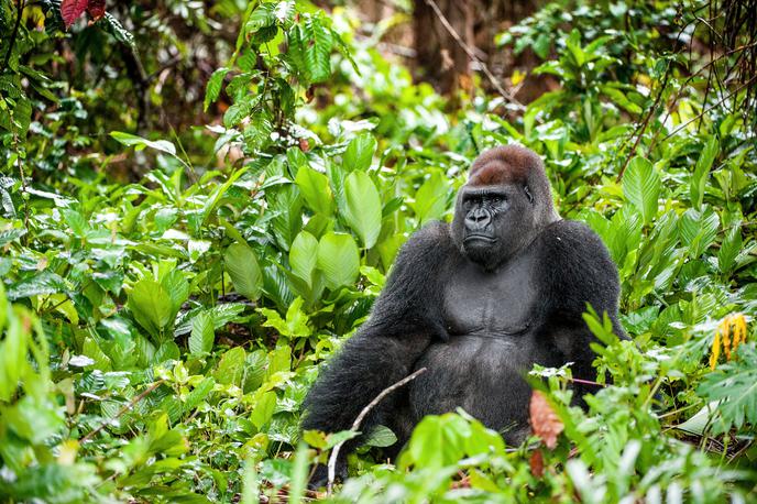 zahodna nižinska gorila, ogrožena vrsta |  Zahodne nižinske gorile imajo sicer rjavosiv kožuh in rdečerjave prsi ter so nekoliko manjše od drugih podvrst goril. Imajo tudi širše lobanje, izrazitejše obrvi in manjša ušesa. Večinoma živijo v družinskih tropih, ki jih vodi samec. | Foto Shutterstock
