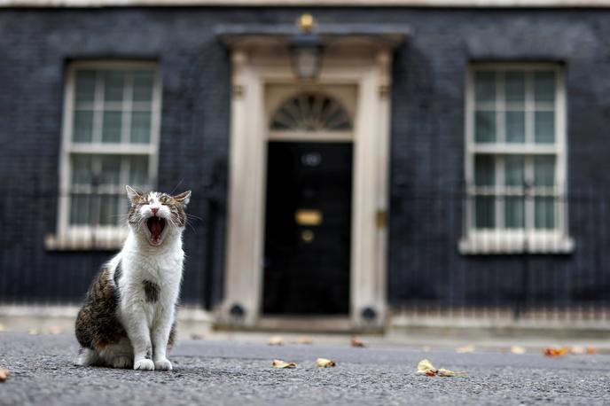 Maček Larry | Foto Reuters