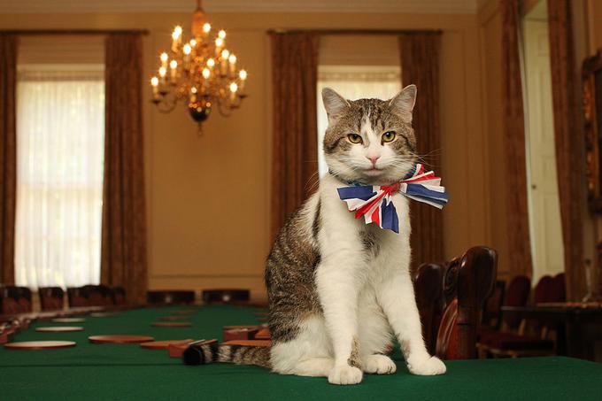 maček Larry | Foto: Getty Images
