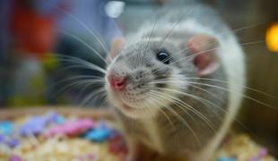 Podgane v obdobju koronavirusa bolj agresivne pri iskanju hrane