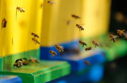 Avstrijcu zapor zaradi uporabe insekticida, ki je pobil čebele