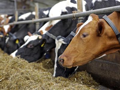 Opozorilo: nova bolezen norih krav in ljudje, ki niso čisto "človeški"