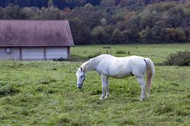Pedagoško raziskovalni center za konjerejo Krumperk