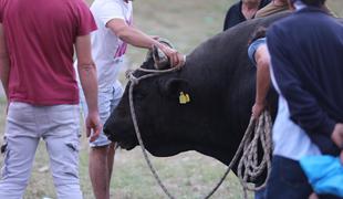 Hrvati zgroženi: bik ušel iz ringa in hudo poškodoval gledalca. Zahtevajo ukinitev bikoborb.