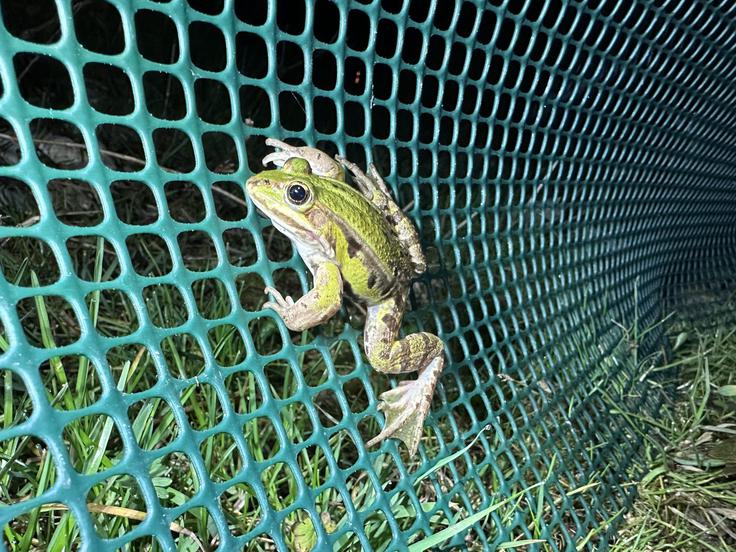 žabe, selitev, pomoč | Foto: pomagajamo-zabicam.si