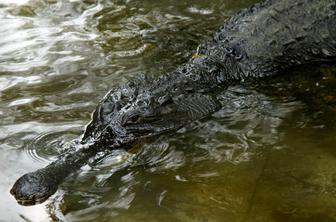 Pogrešano deklico pokončal krokodil? Policija med iskanjem našla človeške ostanke.