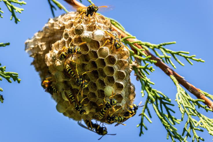 Odstranitev osjih gnezd prepustite strokovnjakom.
 | Foto: Shutterstock