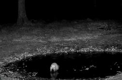 Lovska družina delila posnetek zanimivega nočnega dogajanja: mrzla noč je zamrznila kal