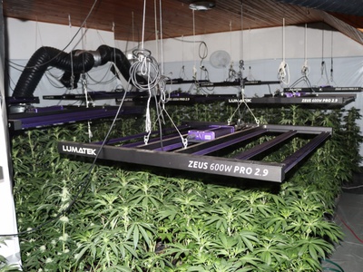 Na območju Kozjega zasegli večjo količino konoplje #foto