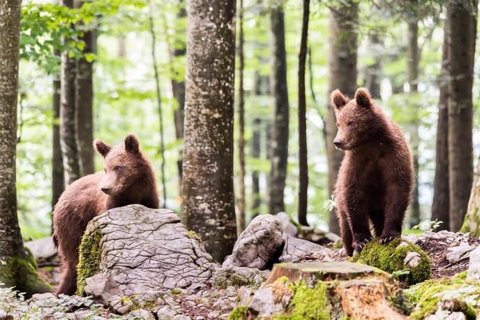 kočevska medvedi osilnica | Medved bi lahko predstavljal grožnjo za življenje in zdravje ljudi.