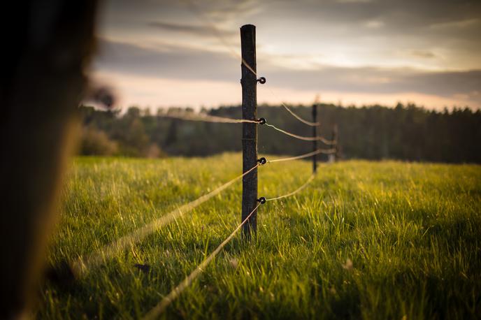 električni pastir | Fotografija je simbolična. | Foto Shutterstock