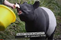 tapir, Kingut