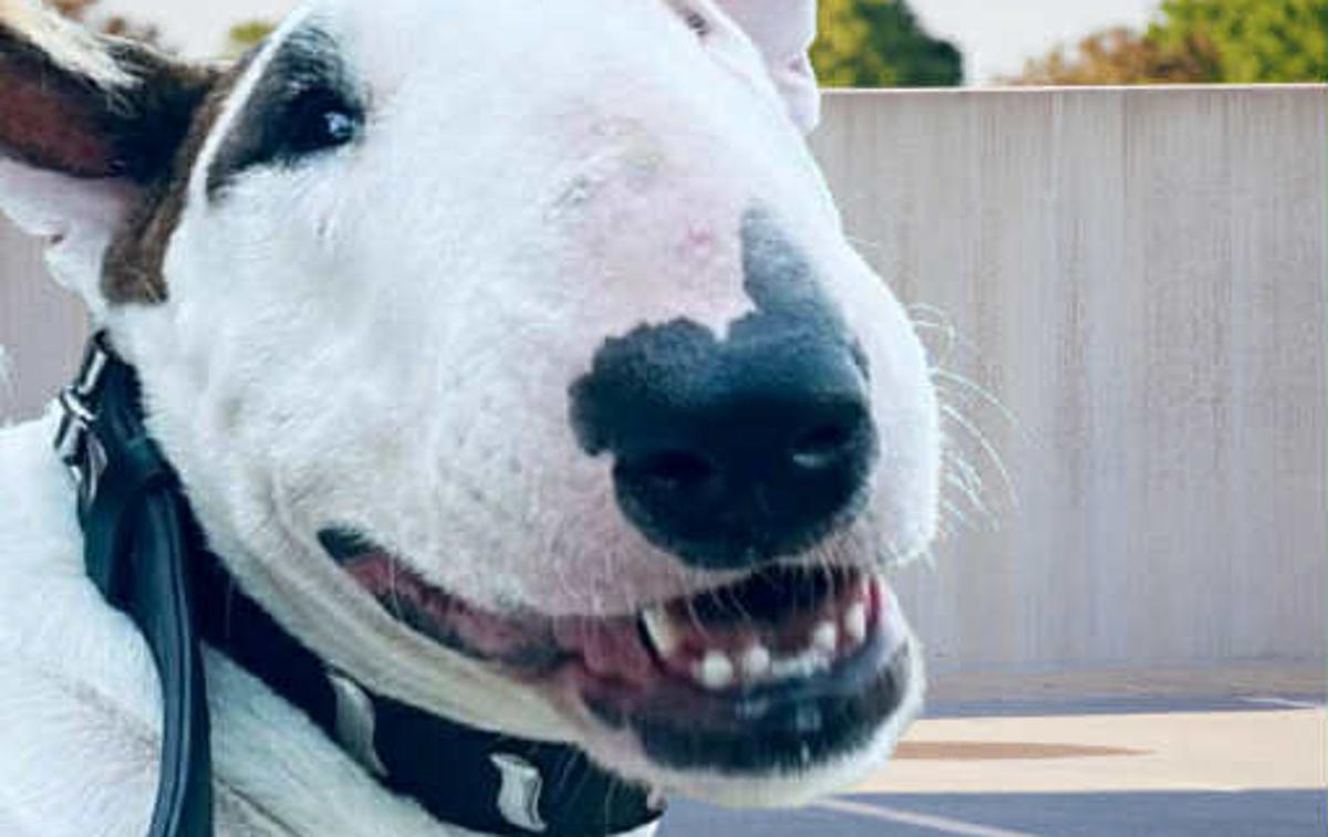 Psička | Inšpekcija Uprave za varno hrano, veterinarstvo in varstvo rastlin (UVHVVR) je za vse tri pse, med katerimi je vsaj eden do smrti pogrizel 84-letno lastnico, odredila evtanazijo. | Foto FB/AniMa - Animals Matter