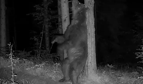 Nočna kamera ujela zanimivo početje največje zveri v Sloveniji #video