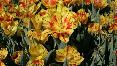Med tulipane v Arboretum Volčji potok