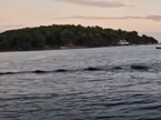 posnetek divjih svinj, Mali Lošinj thumb