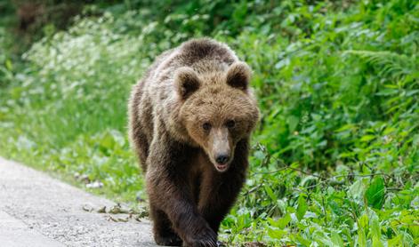 Če opazite medveda, ga lahko prijavite