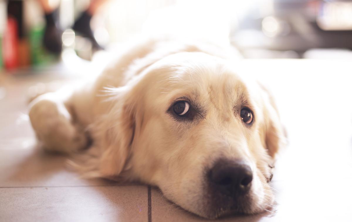 pes, žalosten | Foto Getty Images