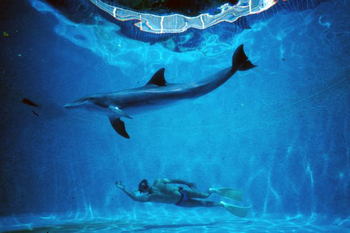 Človek delfin | Foto: 