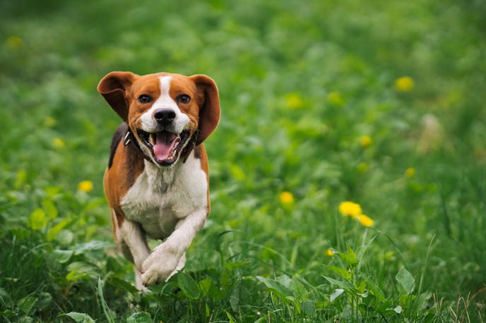 beagle, pes | Beagli so znani po prijazni, igrivi in radovedni naravi. | Foto Shutterstock