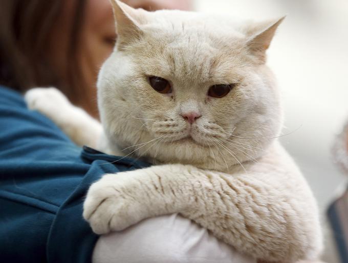 britanska kratkodlaka mačka | Foto: Gulliverimage
