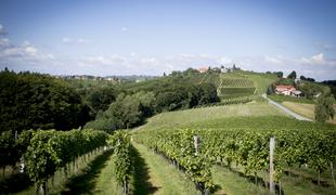 Nov mednarodni uspeh slovenskih vin: zlato v Prlekijo in Brda