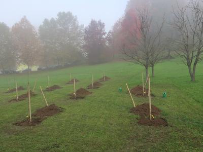 Prostovoljci bodo po Sloveniji sadili drevje