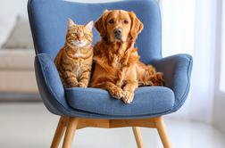 Sterilizacija in kastracija hišnih ljubljenčkov: razbijamo najpogostejše mite