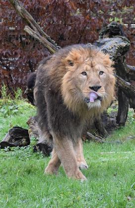 Lev Ljubljana ZOO