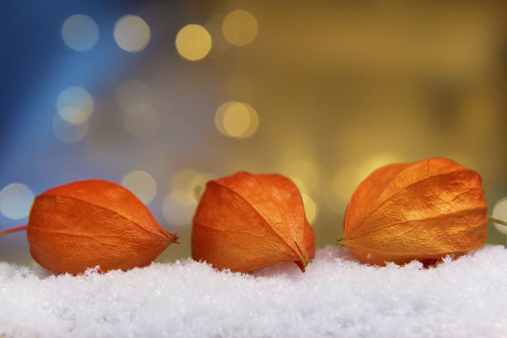 vrt rože zima sneg mraz | Foto: Thinkstock