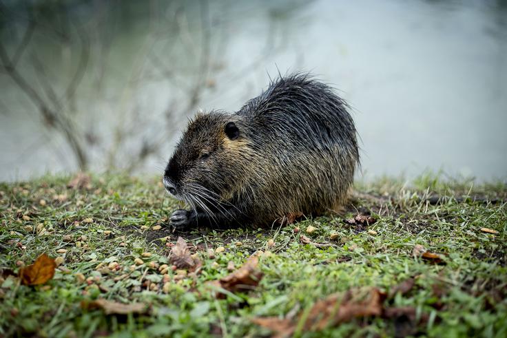 Nutrije se včasih opogumijo celo za sprehod po ulicah, a so vendarle najraje na obrežjih počasnih rek. | Foto: Ana Kovač