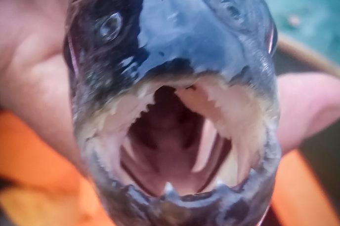 Argentina, Brazilija | Napadi piranj se najpogosteje zgodijo v plitvi vodi.  | Foto Suzana Ferkulj