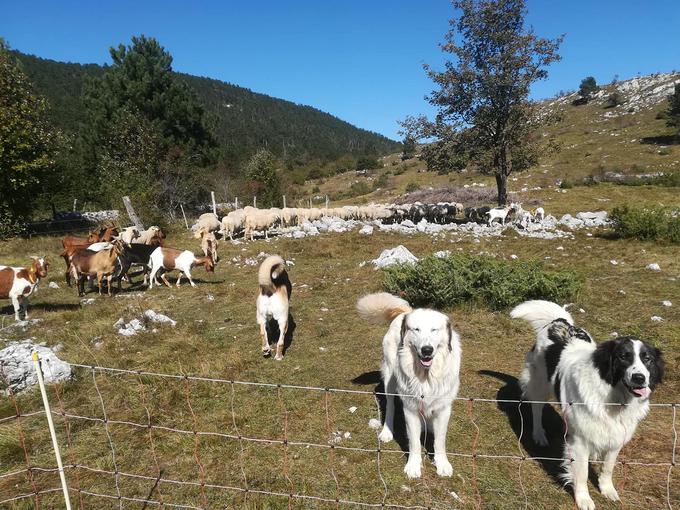 Družinska kmetija Sedmak Aleš tornjak pes psi pastirski | Foto: Družinska kmetija Sedmak